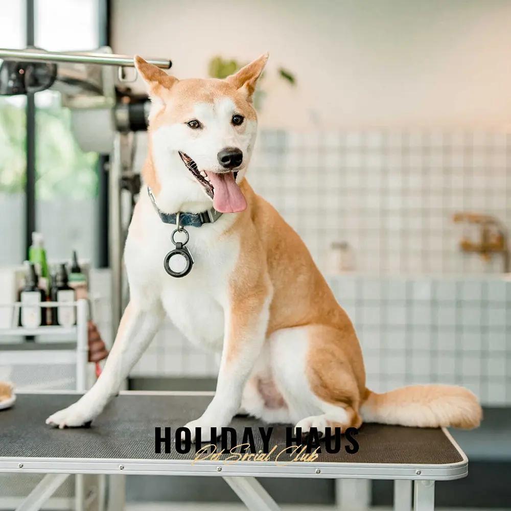 Dog Basic Bath (Shorthair)